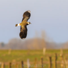 Vogelfotografie am Dümmer See