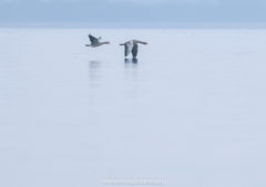 Vogelfotografie am Dümmer See