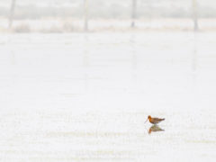 Vogelfotografie am Dümmer See