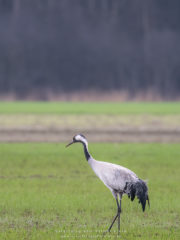 Vogelfotografie am Dümmer See