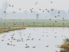 Vogelfotografie am Dümmer See