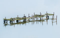 Vogelfotografie am Dümmer See