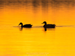 Vogelfotografie am Dümmer See