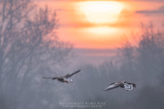 Vogelfotografie am Dümmer See