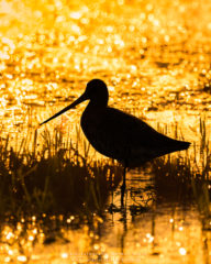 Vogelfotografie am Dümmer See