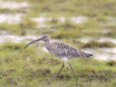 Vogelfotografie am Dümmer See