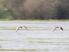 Vogelfotografie am Dümmer See