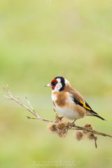 Vogelfotografie am Dümmer See