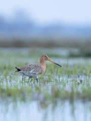 Vogelfotografie am Dümmer See