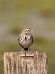 Vogelfotografie am Dümmer See