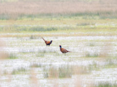 Vogelfotografie am Dümmer See