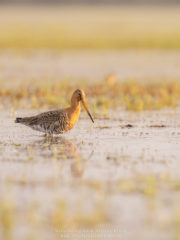 Vogelfotografie am Dümmer See