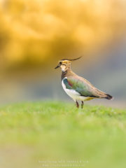 Vogelfotografie am Dümmer See