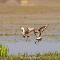 Vogelfotografie am Dümmer See