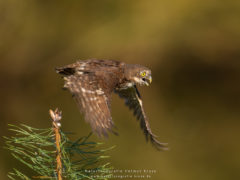 Workshop Vogelfotografie