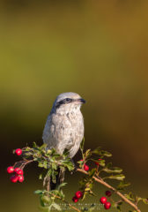 Workshop Vogelfotografie