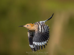 Workshop Vogelfotografie