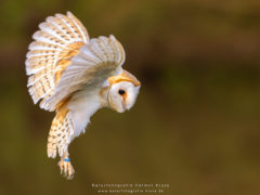 Workshop Vogelfotografie