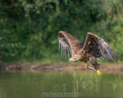 Workshop Vogelfotografie