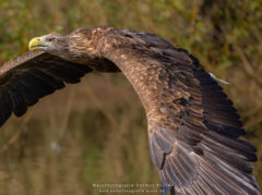 Workshop Vogelfotografie